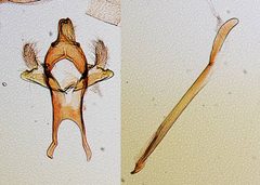 Fernandocrambus oxyechus by the Smithsonian. Used under a CC0 license.