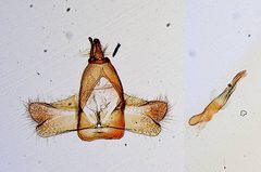 Fernandocrambus truncus by the Smithsonian. Used under a CC0 license.