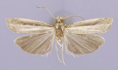Fernandocrambus truncus by the Smithsonian. Used under a CC0 license.