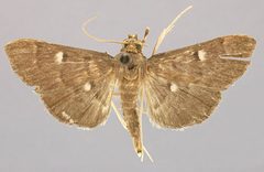 Lamprosema alicialis by the Smithsonian. Used under a CC0 license.