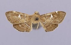 Lamprosema victoriae by the Smithsonian. Used under a CC0 license.