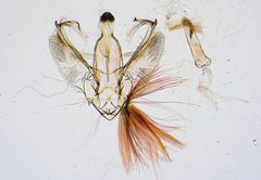 Lamprosema victoriae by the Smithsonian. Used under a CC0 license.