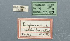 Lipocosma albibasalis by the Smithsonian. Used under a CC0 license.
