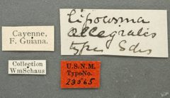 Lipocosma alegralis by the Smithsonian. Used under a CC0 license.