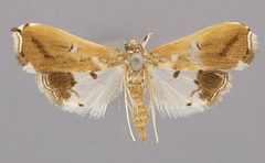 Lipocosma alegralis by the Smithsonian. Used under a CC0 license.