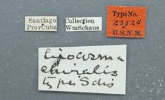 Lipocosma chiralis by the Smithsonian. Used under a CC0 license.