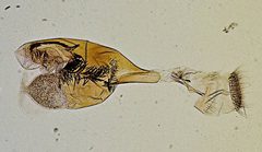 Lipocosma diabata by the Smithsonian. Used under a CC0 license.