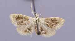 Lipocosma polingi by the Smithsonian. Used under a CC0 license.