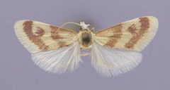 Loxostege parvipicta by the Smithsonian. Used under a CC0 license.