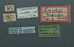 Loxostege terpnalis by the Smithsonian. Used under a CC0 license.