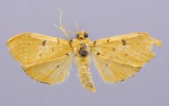 Lygropia domingalis by the Smithsonian. Used under a CC0 license.