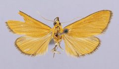 Lygropia subcuprea by the Smithsonian. Used under a CC0 license.