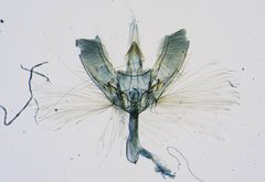 Lygropia subcuprea by the Smithsonian. Used under a CC0 license.
