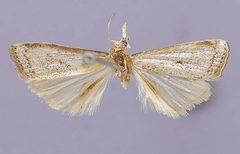 Microcrambus holothurion by the Smithsonian. Used under a CC0 license.