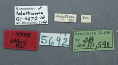Microcrambus holothurion by the Smithsonian. Used under a CC0 license.