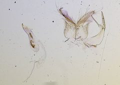 Microcrambus holothurion by the Smithsonian. Used under a CC0 license.