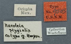 Nacoleia salbialis by the Smithsonian. Used under a CC0 license.