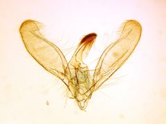 Nacoleia salbialis by the Smithsonian. Used under a CC0 license.