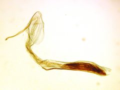 Nacoleia salbialis by the Smithsonian. Used under a CC0 license.