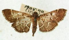 Nacoleia salbialis by the Smithsonian. Used under a CC0 license.
