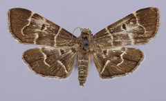 Nacoleia salbialis by the Smithsonian. Used under a CC0 license.