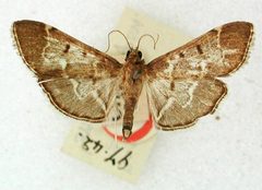 Nacoleia salbialis by the Smithsonian. Used under a CC0 license.