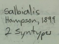 Nacoleia salbialis by the Smithsonian. Used under a CC0 license.