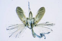 Nomophila clarissalis by the Smithsonian. Used under a CC0 license.