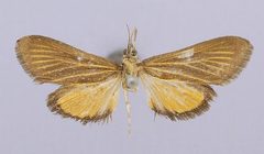 Nomophila clarissalis by the Smithsonian. Used under a CC0 license.