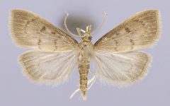 Oenobotys invinacealis by the Smithsonian. Used under a CC0 license.