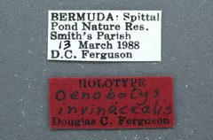 Oenobotys invinacealis by the Smithsonian. Used under a CC0 license.