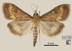 Ostrinia nubilalis by the Smithsonian. Used under a CC0 license.