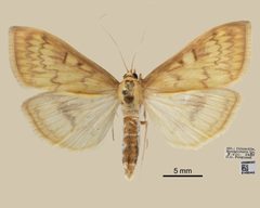 Ostrinia nubilalis by the Smithsonian. Used under a CC0 license.