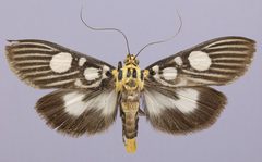 Phostria hillalis by the Smithsonian. Used under a CC0 license.