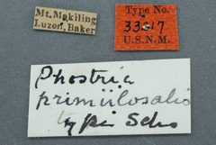 Phostria primulosalis by the Smithsonian. Used under a CC0 license.