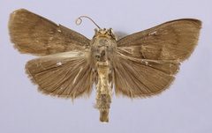 Phostria primulosalis by the Smithsonian. Used under a CC0 license.