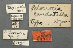 Pilocrocis caudatella by the Smithsonian. Used under a CC0 license.