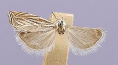 Platytes vobisne by the Smithsonian. Used under a CC0 license.