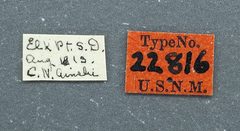 Platytes vobisne by the Smithsonian. Used under a CC0 license.
