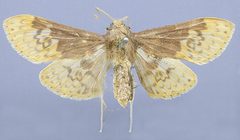 Polygrammodes basaralis by the Smithsonian. Used under a CC0 license.
