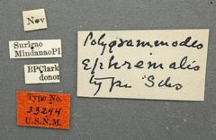 Polygrammodes ephremalis by the Smithsonian. Used under a CC0 license.