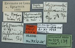 Polygrammodes supproximalis by the Smithsonian. Used under a CC0 license.