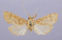 Polygrammodes supproximalis by the Smithsonian. Used under a CC0 license.