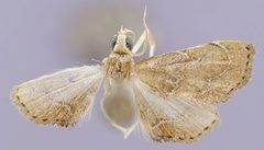 Stegea clarkei by the Smithsonian. Used under a CC0 license.