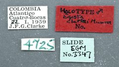 Stegea clarkei by the Smithsonian. Used under a CC0 license.
