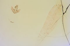 Agonopterix cajonensis by the Smithsonian. Used under a CC0 license.