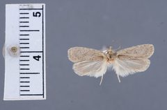 Agonopterix cajonensis by the Smithsonian. Used under a CC0 license.