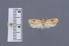 Agonopterix chrautis by the Smithsonian. Used under a CC0 license.