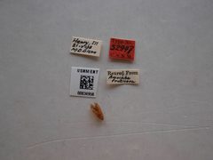 Agonopterix dimorphella by the Smithsonian. Used under a CC0 license.