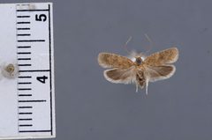 Agonopterix dimorphella by the Smithsonian. Used under a CC0 license.
